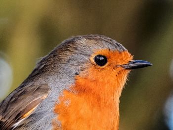 Close-up of a bird