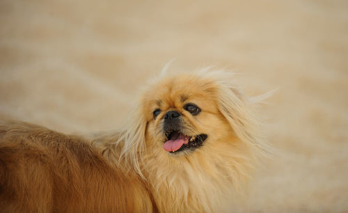 Close-up of a dog