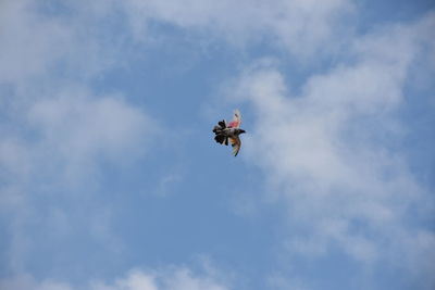 Low angle view of bird flying in sky