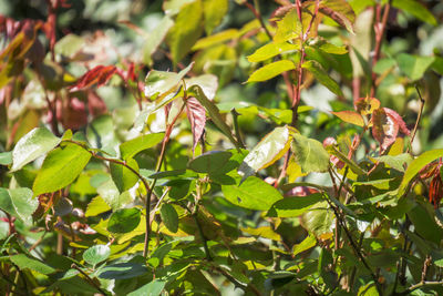 Close-up of fresh green plants