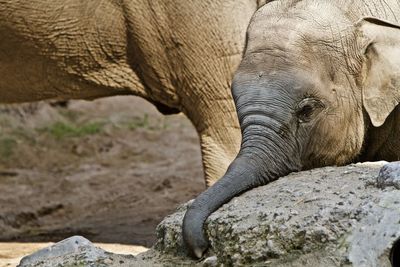 Close-up of elephant