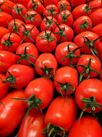 Close up high angle view of fresh red roma italian tomatoes plum tomatos background and texture.