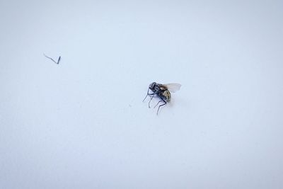 Close-up of insect on white surface