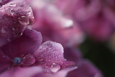 Close-up of wet purple flower