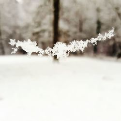 Close-up of white flowers on tree branch