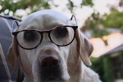 Close-up portrait of dog on sunglasses