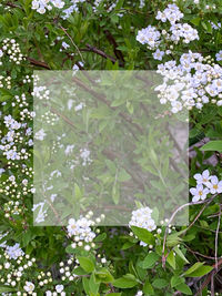 Close-up of white flowering plant