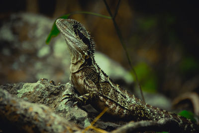 Sitzender lizard  der den kopf reckt.