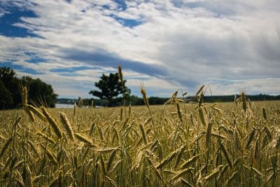 Scenic view of wheat field against sky