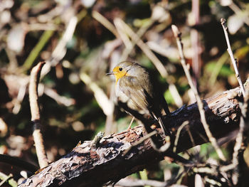 Close-up of bird perching on branch
