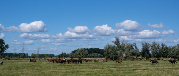 Panoramic view of horses grazing in field