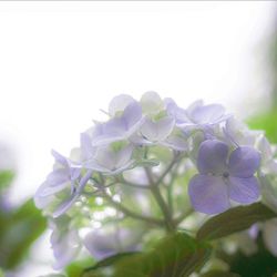 Close-up of flowers