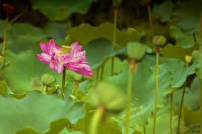 Close-up of pink flower blooming outdoors