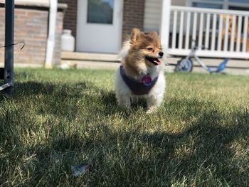 View of dog on field