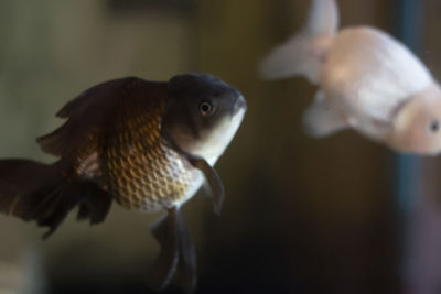 Close-up of fish swimming in sea