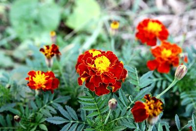 Close-up of orange flowers blooming outdoors