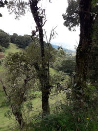 Trees in forest against sky