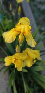 Close-up of yellow flowering plant