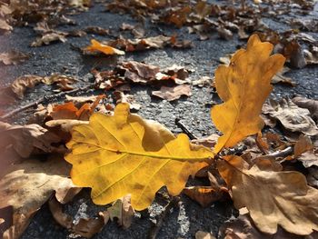 Close-up of fallen maple leaves