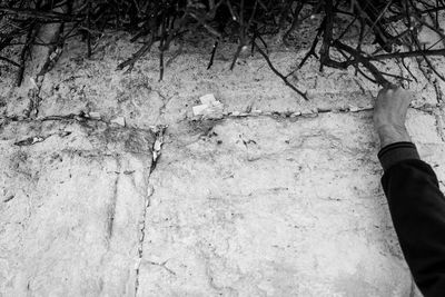 Low section of person standing by tree