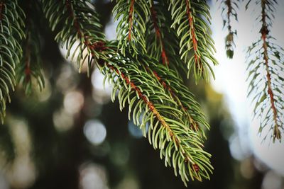 Close-up of pine tree leaves