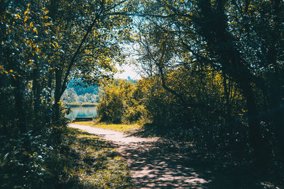 Trees growing in forest during autumn