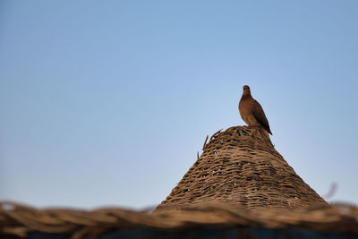 Low angle view of bird on roof against clear sky