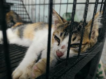 Close-up of cat resting in cage