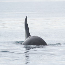 Killer whale swimming in sea at iceland