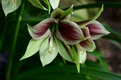 plant