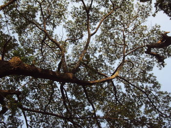 Low angle view of trees against sky