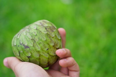 Close-up of hand holding fruit