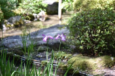 Close-up of pink flowering plants