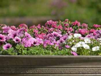 Close-up of pink flowers blooming outdoors