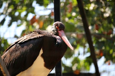 Close-up of bird perching on tree