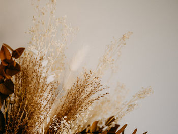 Dried and preserved flowers in earthy tones