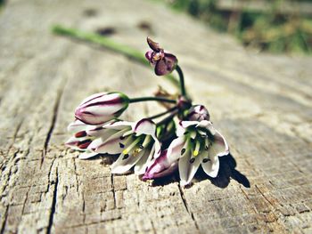 Close-up of flowering plant