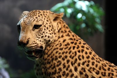 Close-up of dead leopard at zoo