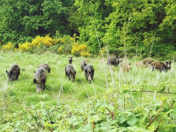 Sheep on field against trees in forest