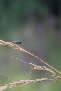 Close-up of plant against blurred background