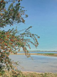 Tree by sea against clear sky