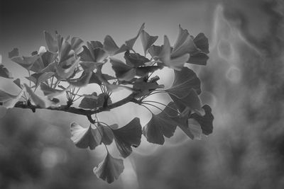 Close-up of flowering plant against blurred background