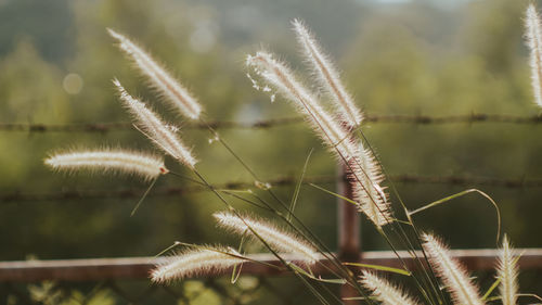 Close-up of plant against sky