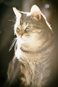 Close-up of cat on spider web