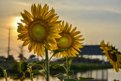 Close-up of sunflower against sky