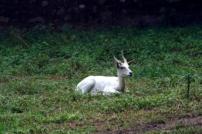 White horse in a field