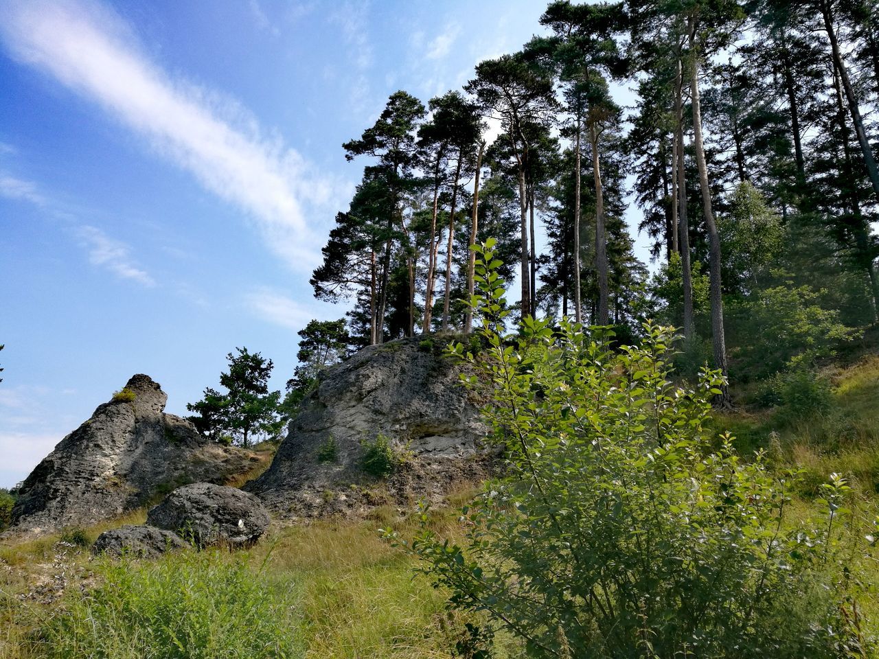 plant, tree, sky, beauty in nature, tranquil scene, tranquility, low angle view, land, rock, growth, nature, no people, solid, day, scenics - nature, rock - object, cloud - sky, non-urban scene, environment, green color, outdoors