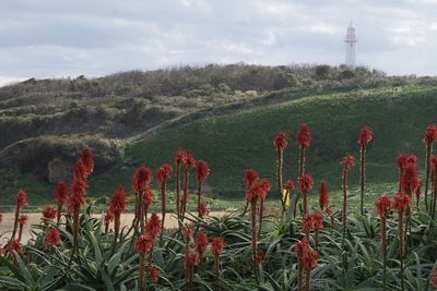 Scenic view of flowering plants on land against sky