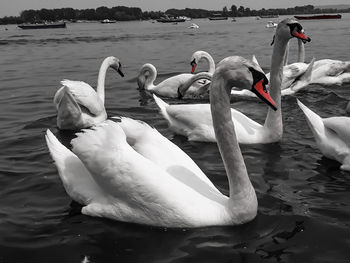 Swans swimming in lake