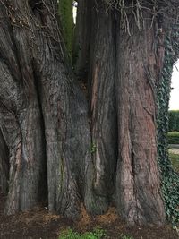 Close-up of tree trunk in forest